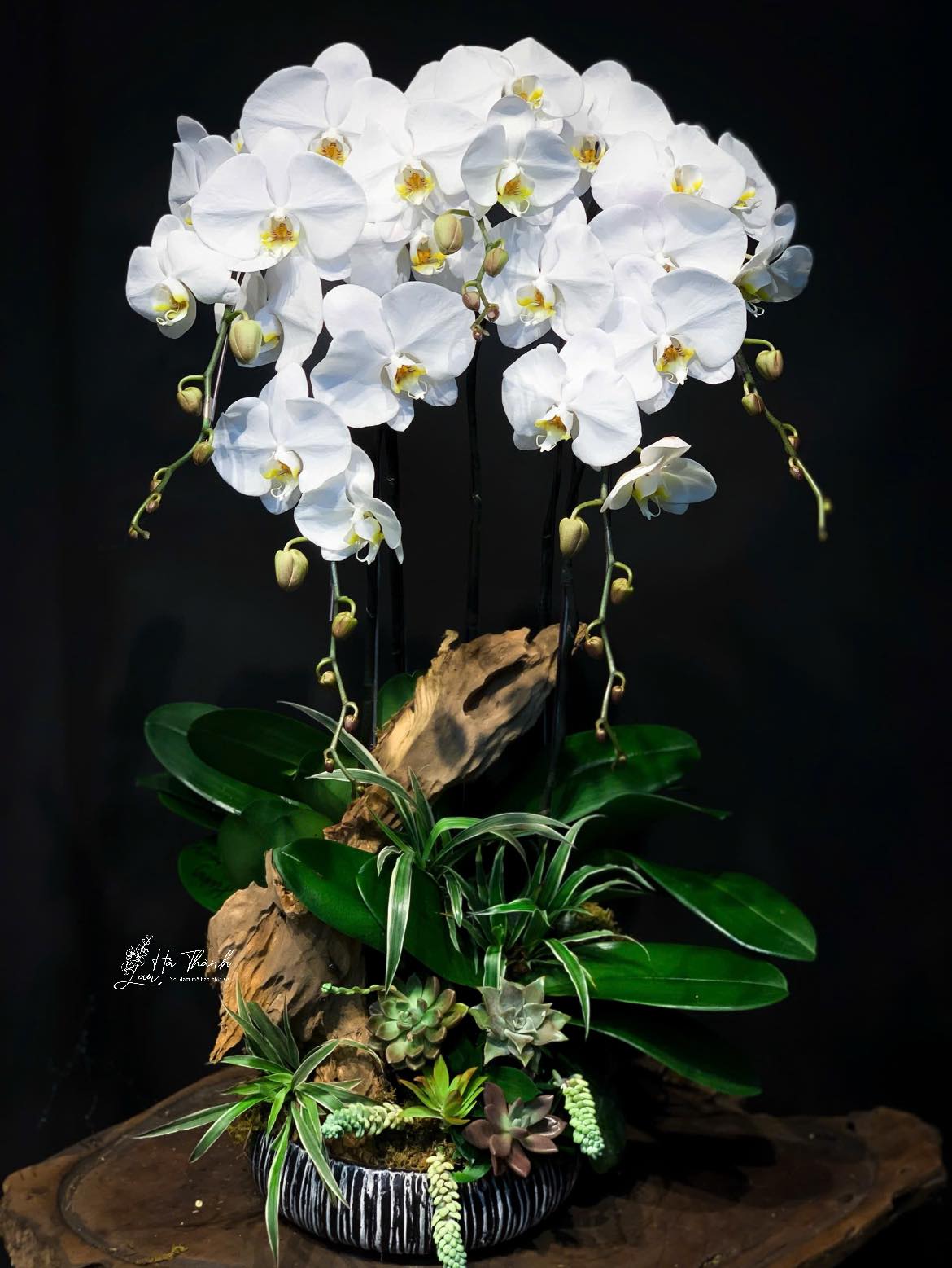 Ý Nghĩa Phong Thủy Của Lan Hồ Điệp